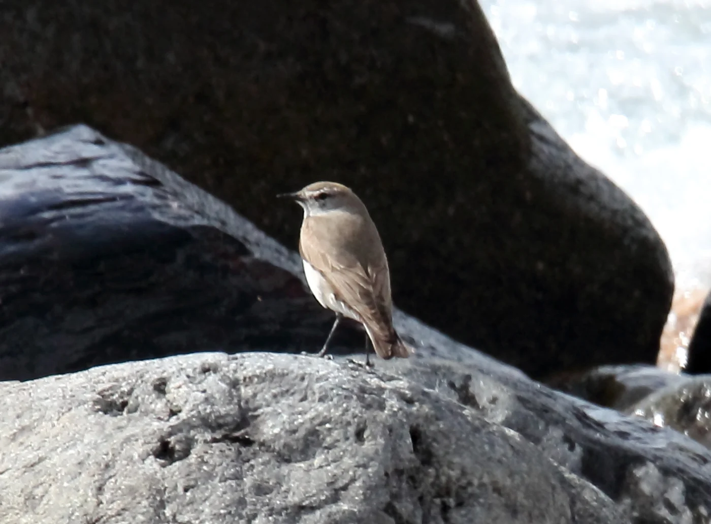 White-browed Ground Tyrant