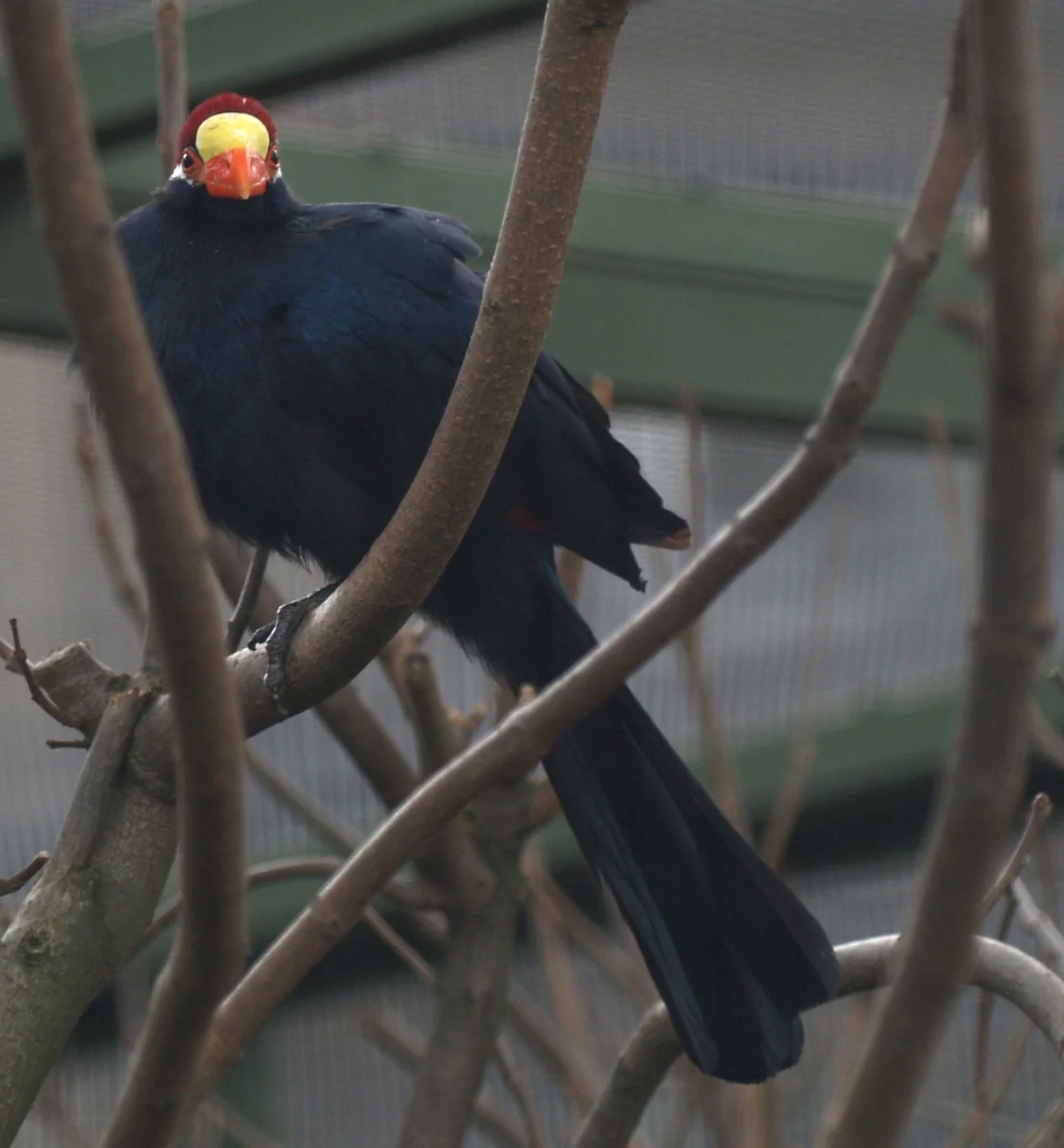 Lady Ross's turaco