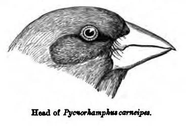 White-winged Grosbeak