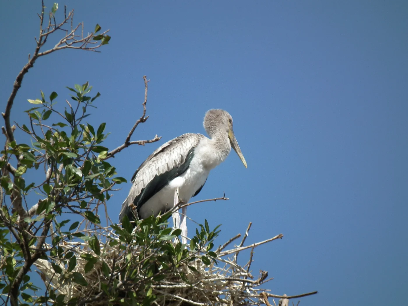 Yellow-billed Stork