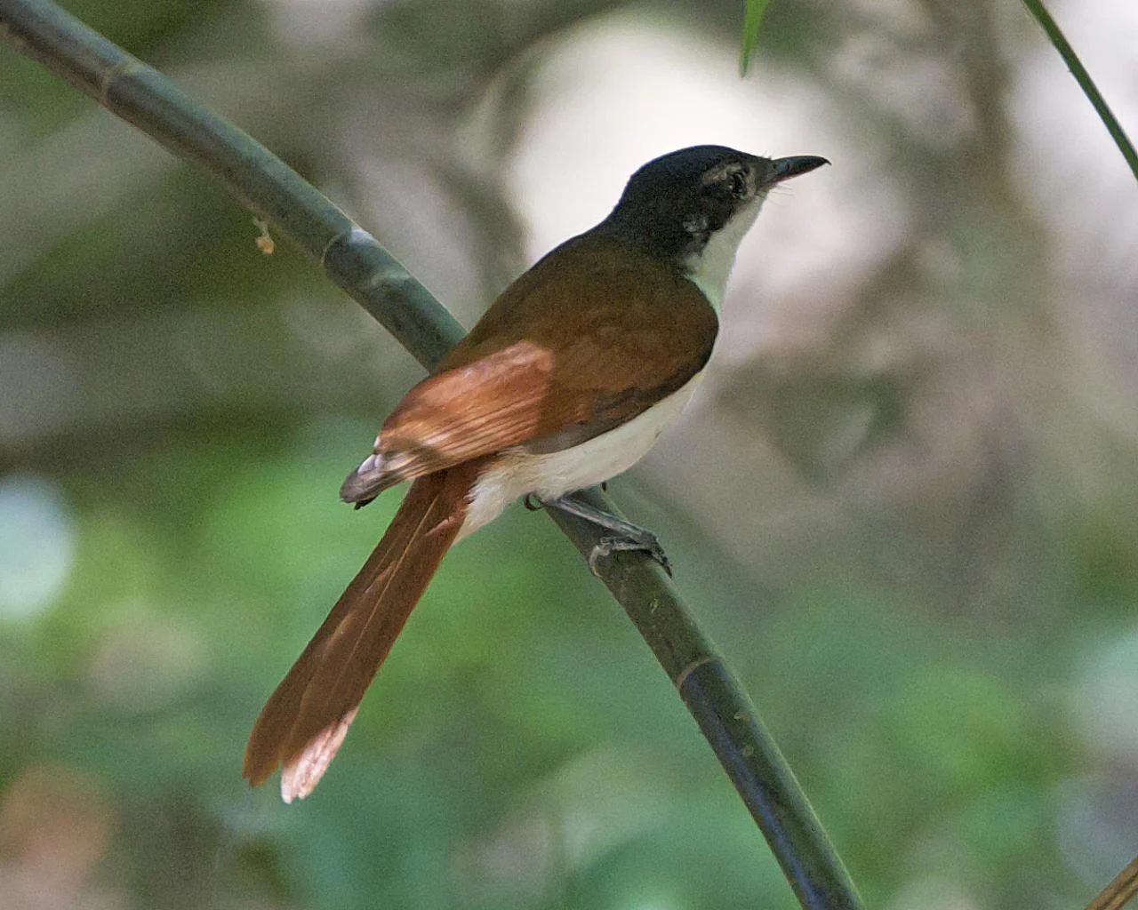 Shining Flycatcher
