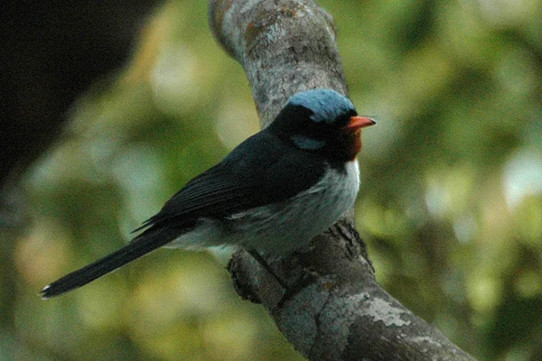 Azure-crested Flycatcher