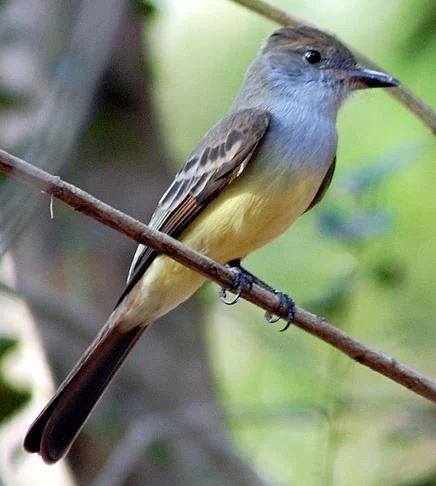 Short-Crested Flycatcher