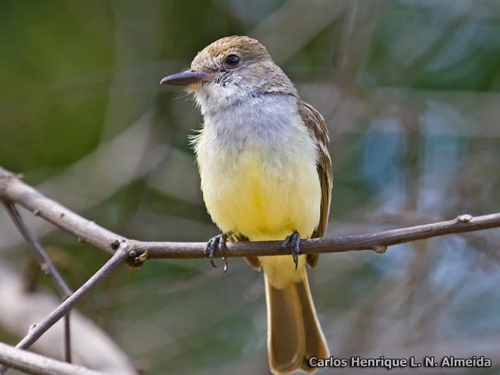 Swainson's Flycatcher