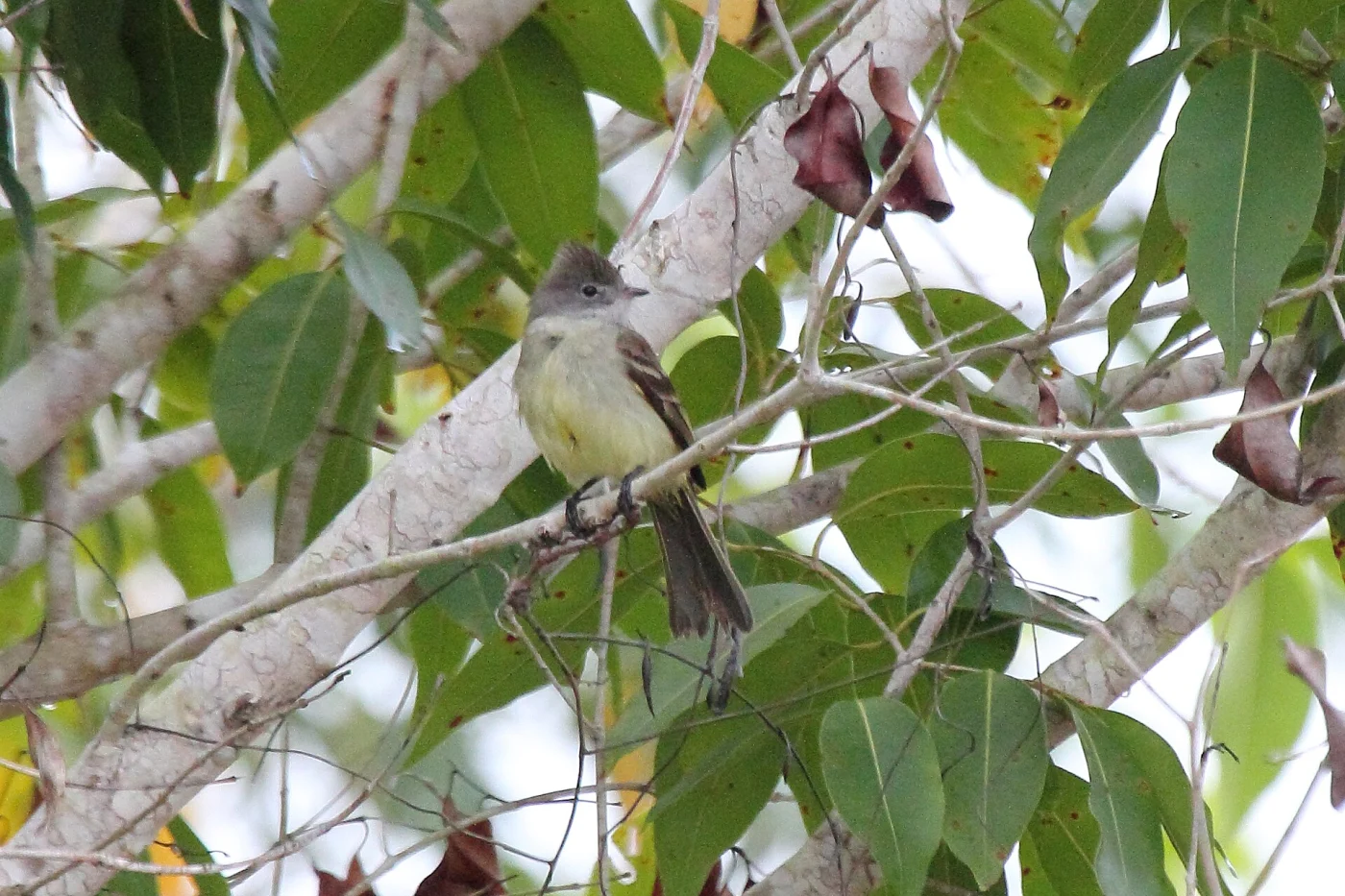 Yucatan Flycatcher