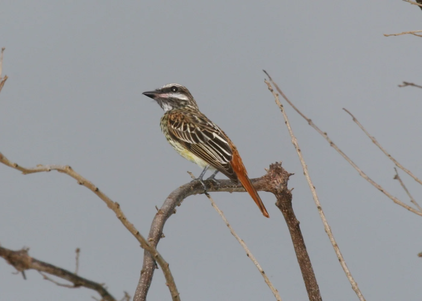 Sulphur-bellied Flycatcher