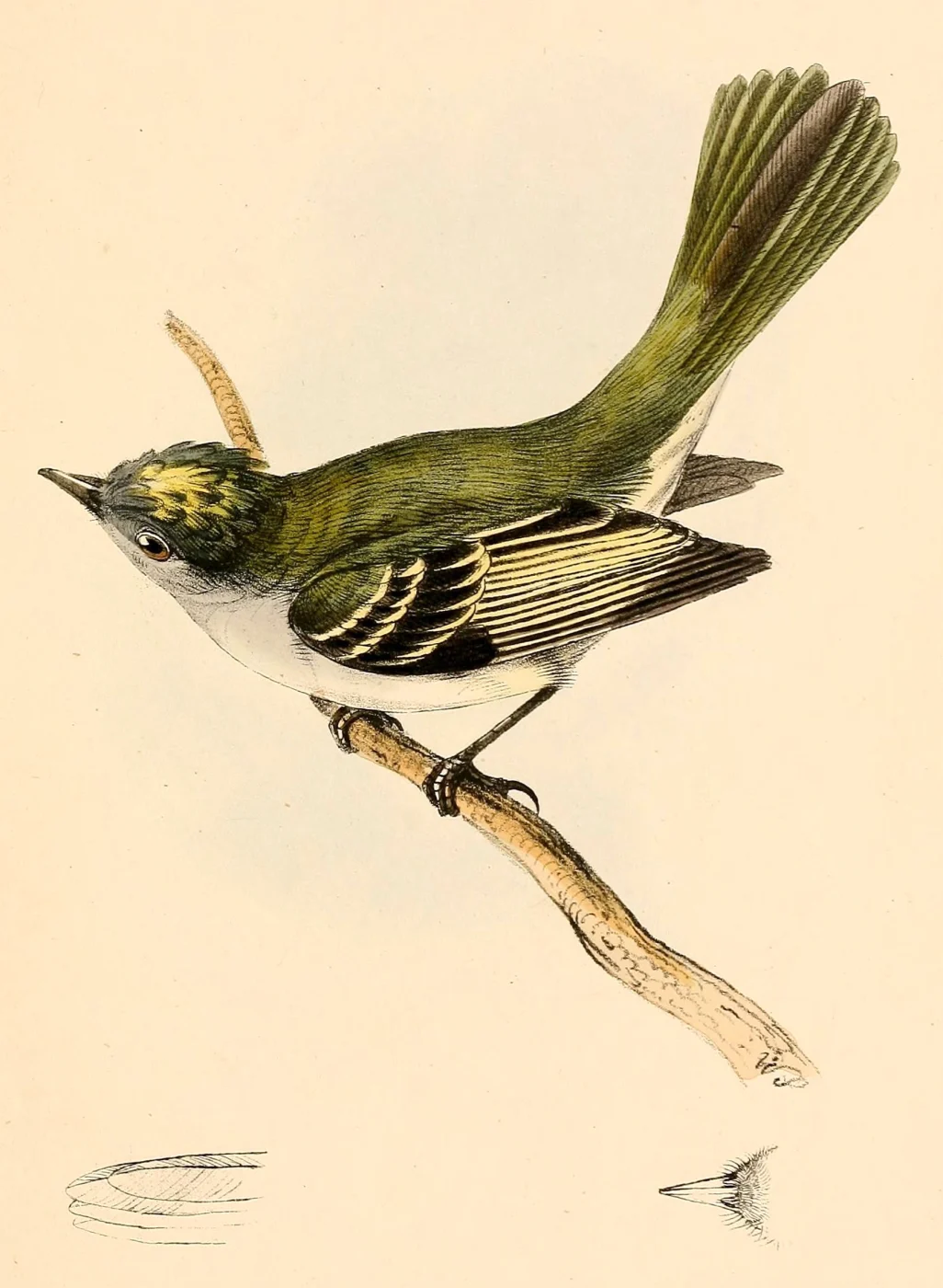 Atlantic Grey Elaenia