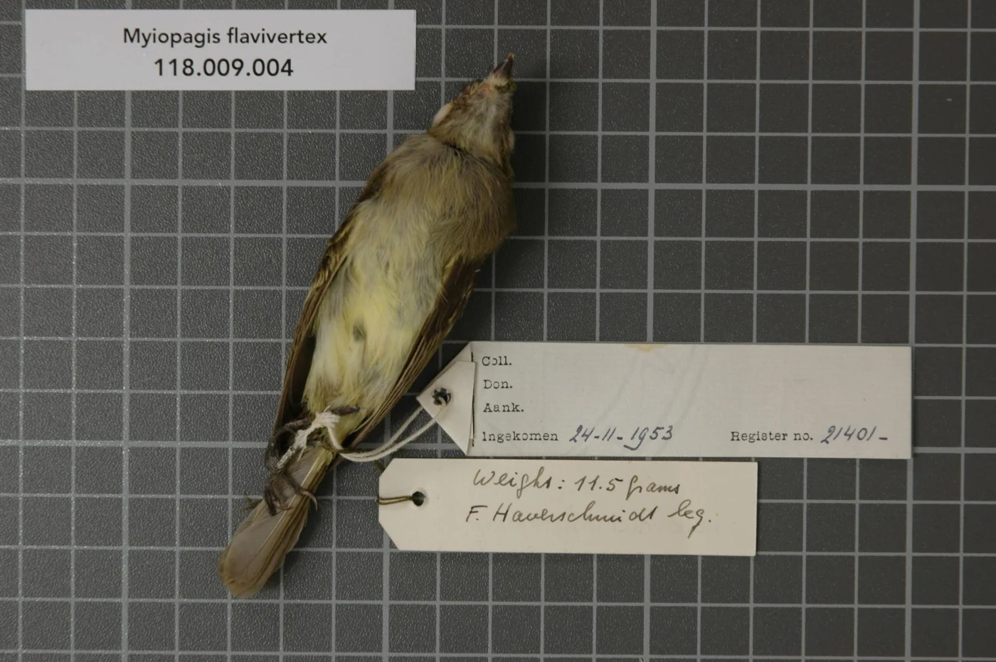 Yellow-Crowned Elaenia