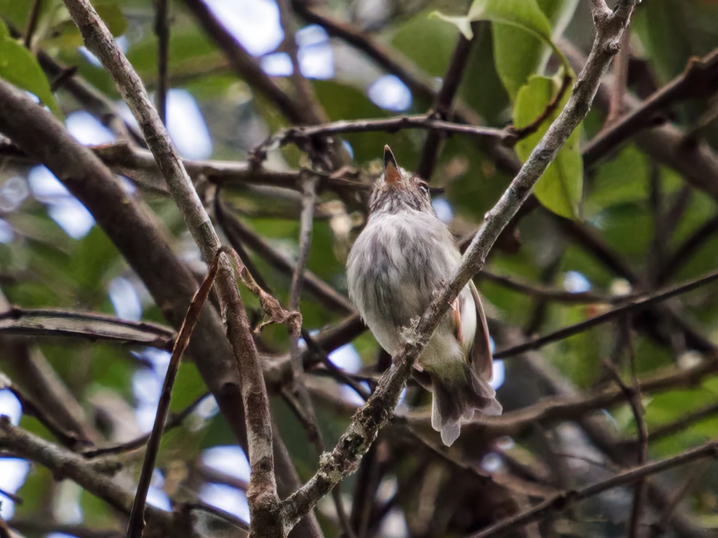 White-bellied Pygmy Tyrant