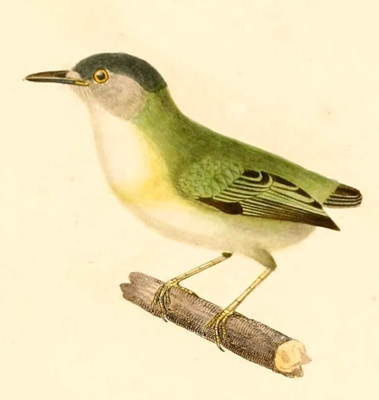 Short-tailed Pygmy Tyrant