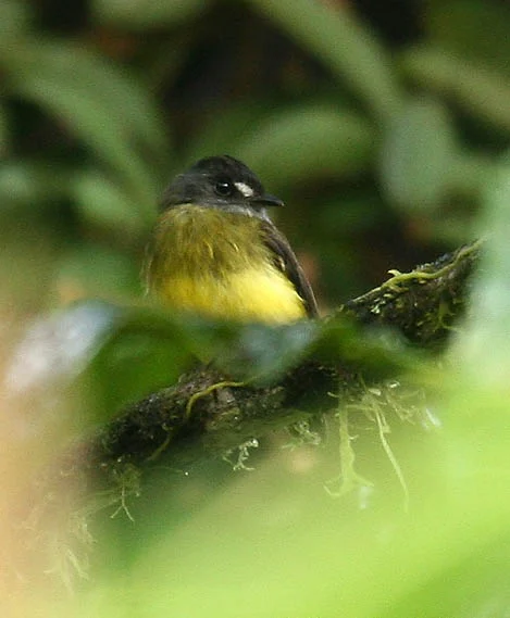 Ornate Flycatcher