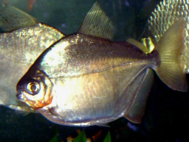 silver mylossoma