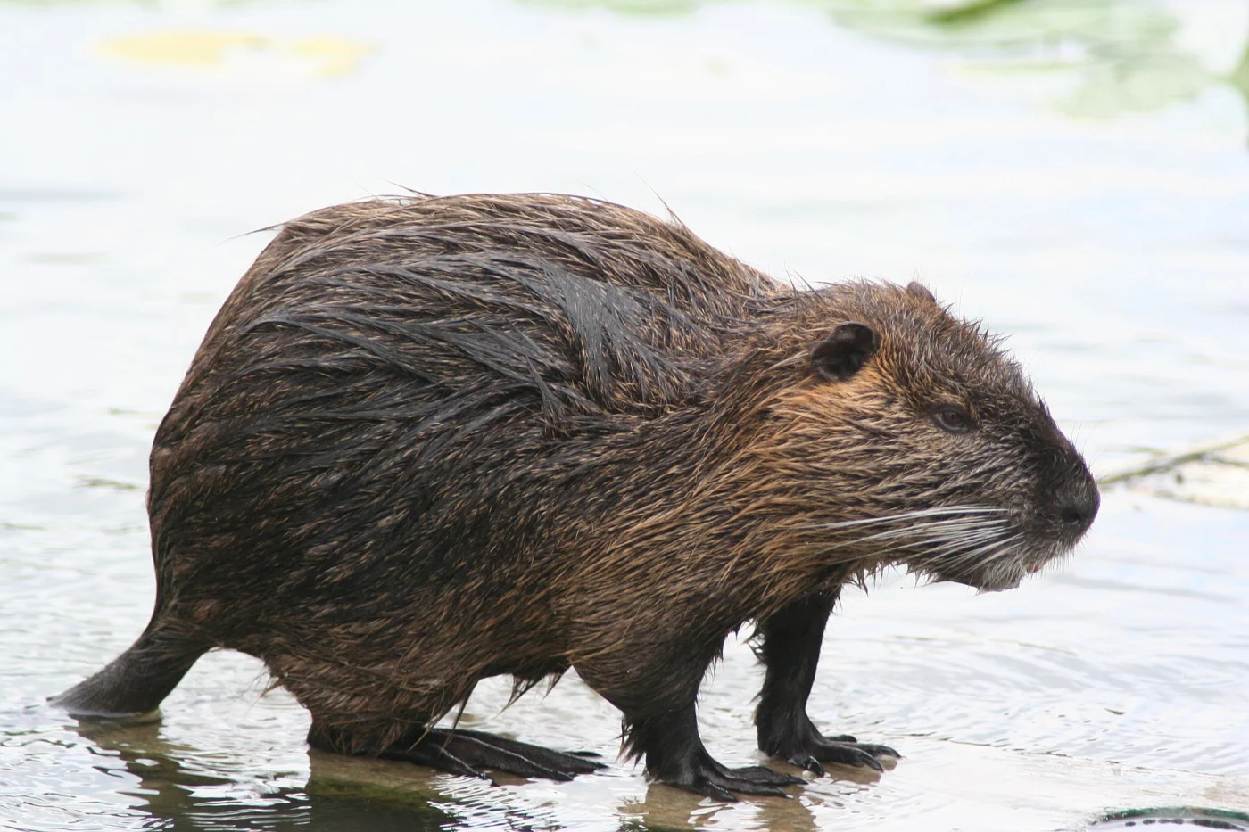coypu