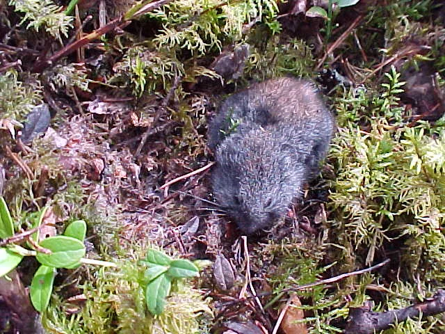 Wood Lemming