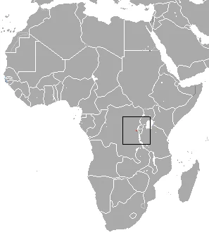 Schaller's Mouse Shrew