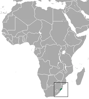 Sclater's Mouse Shrew