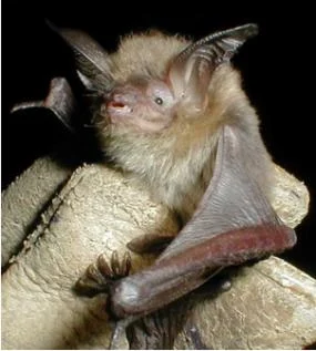 South-western Myotis