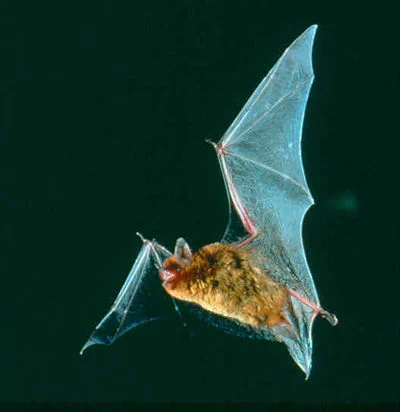 Mississippi Myotis