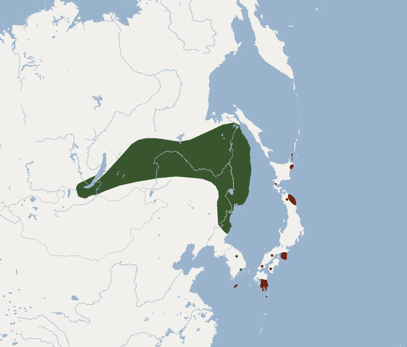 Far Eastern Myotis