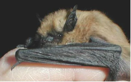 Small-footed Myotis
