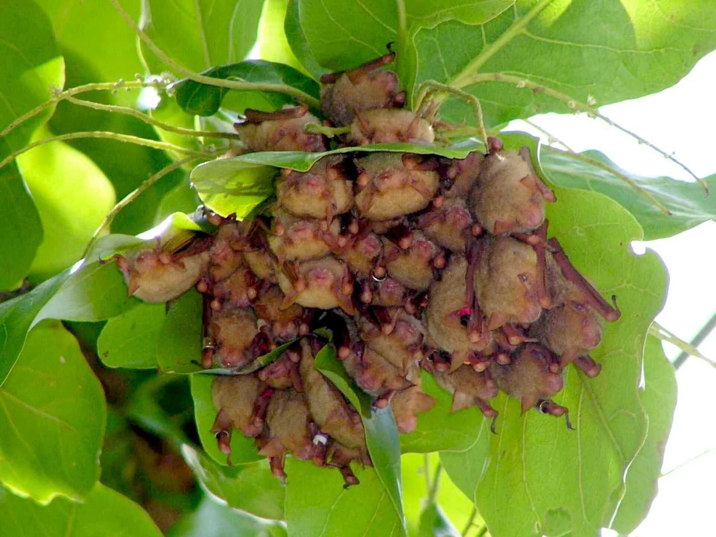 Bartel's Myotis