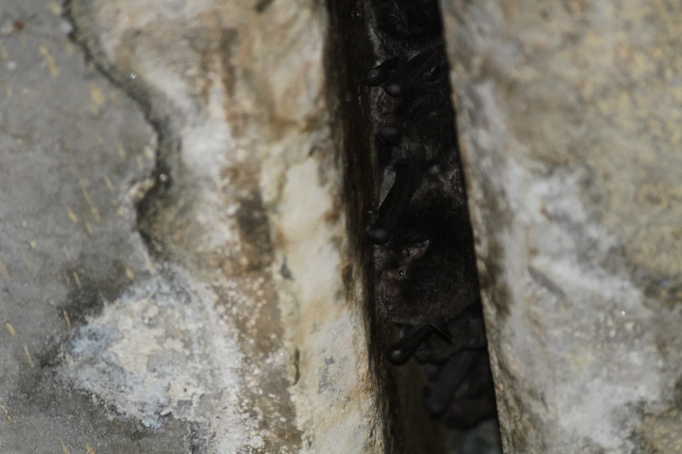Australian Large-footed Myotis