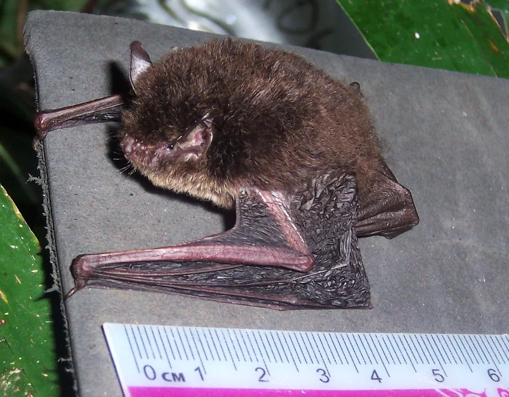 Nepalese Whiskered Bat