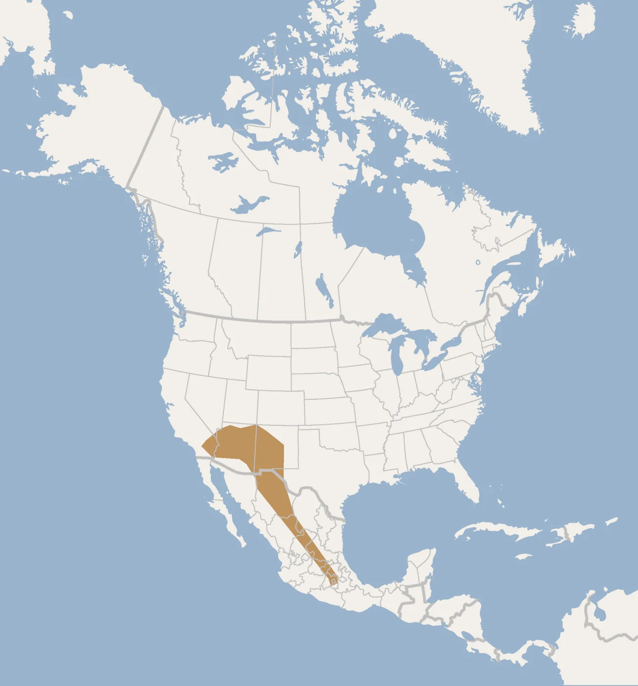 Arizona Myotis