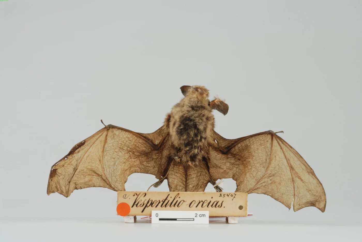 Singapore whiskered bat