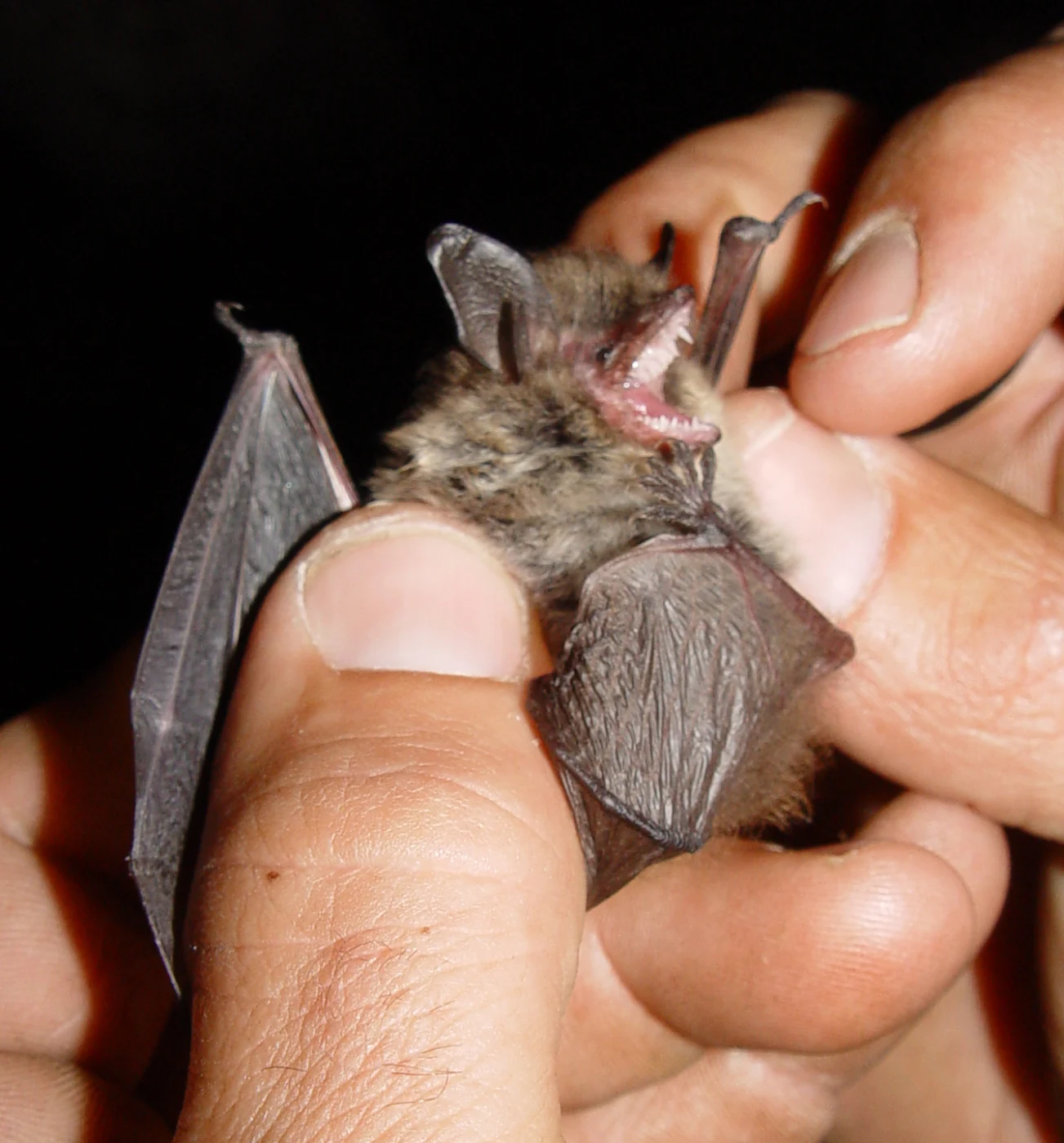 Schaub's Myotis