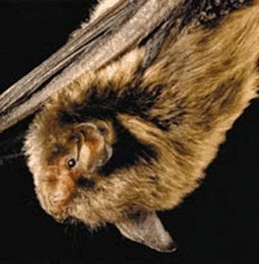 Cluster Bat
