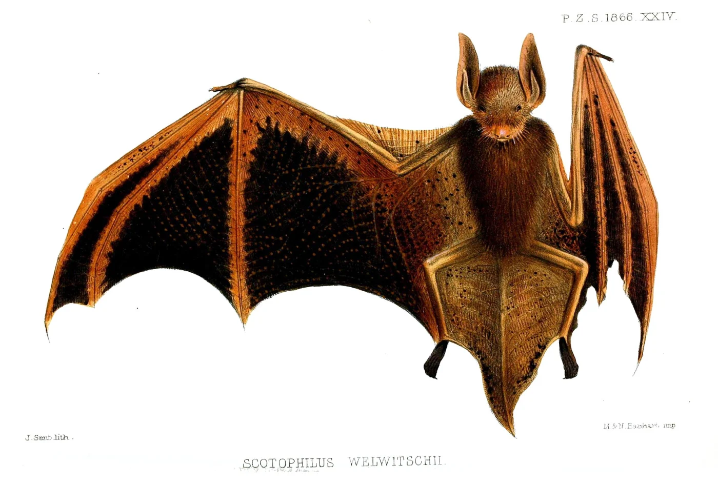 Welwitch's Bat
