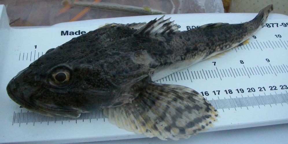 plain sculpin