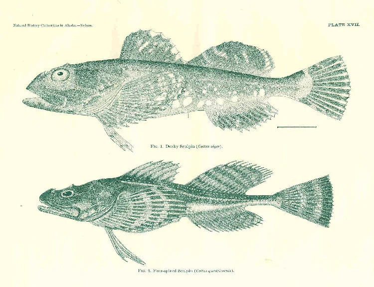 warthead sculpin