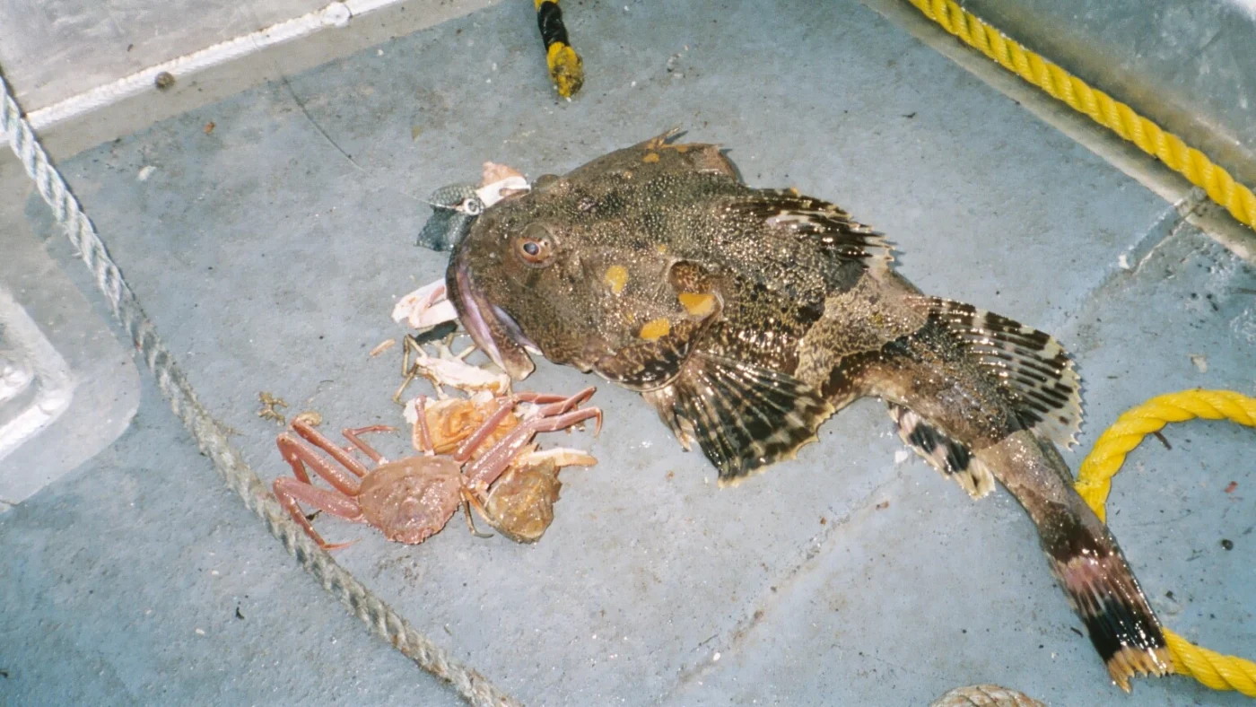 great sculpin
