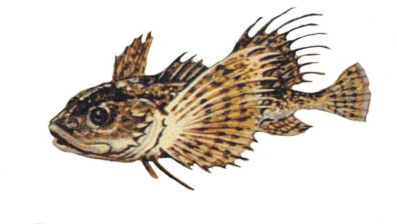 Tuberculated sculpin