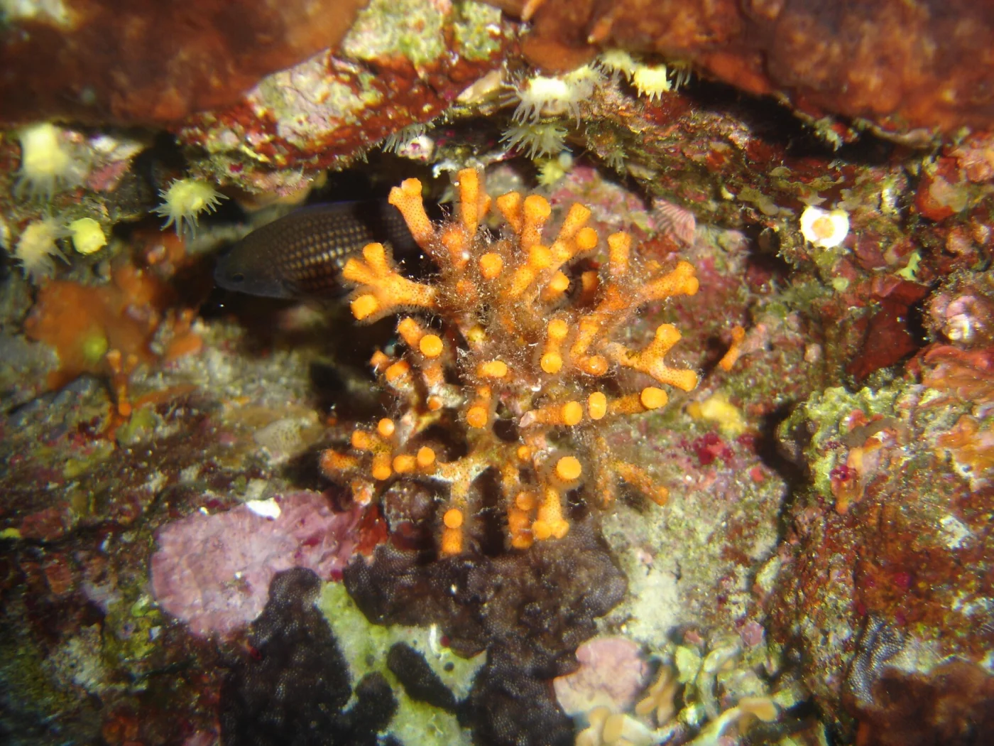 Myriapora orientalis