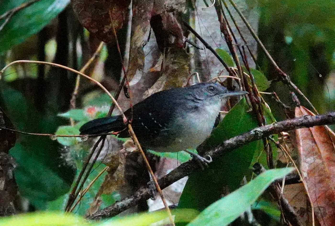 Yapacana Antbird