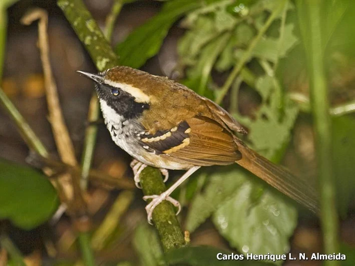 White-bibbed Antbird
