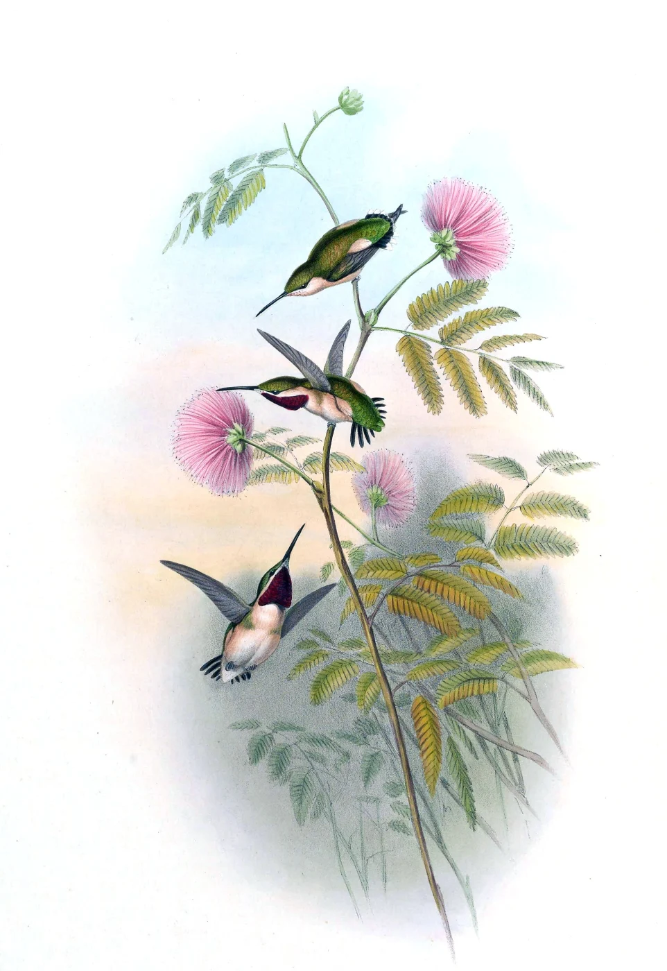 Short-tailed Woodstar