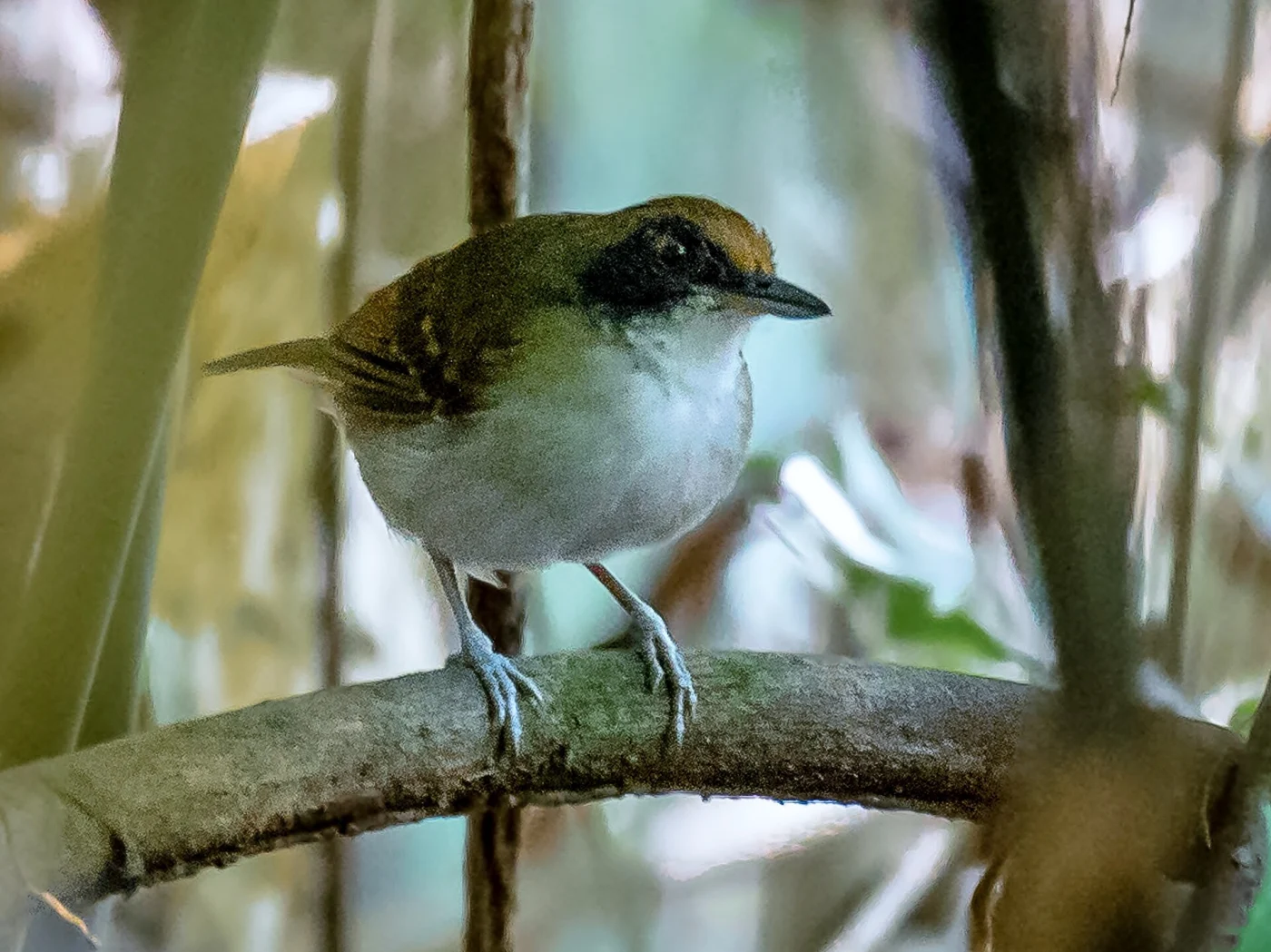 Ash-breasted Antbird