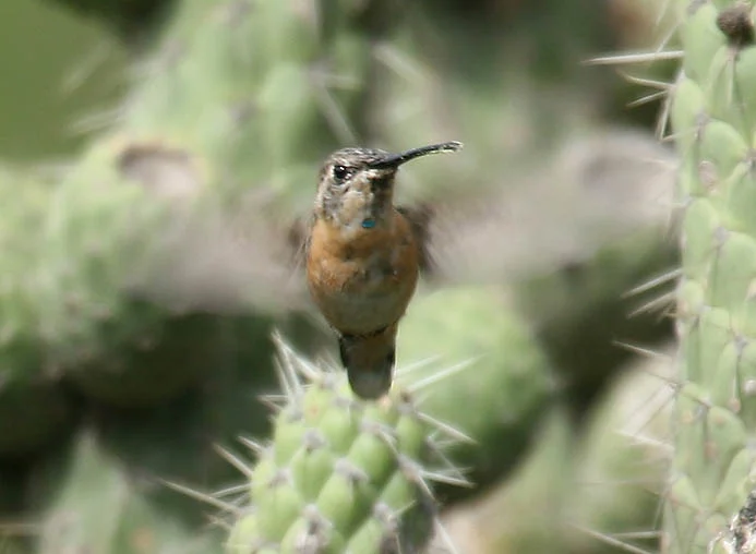 Purple-collared Woodstar