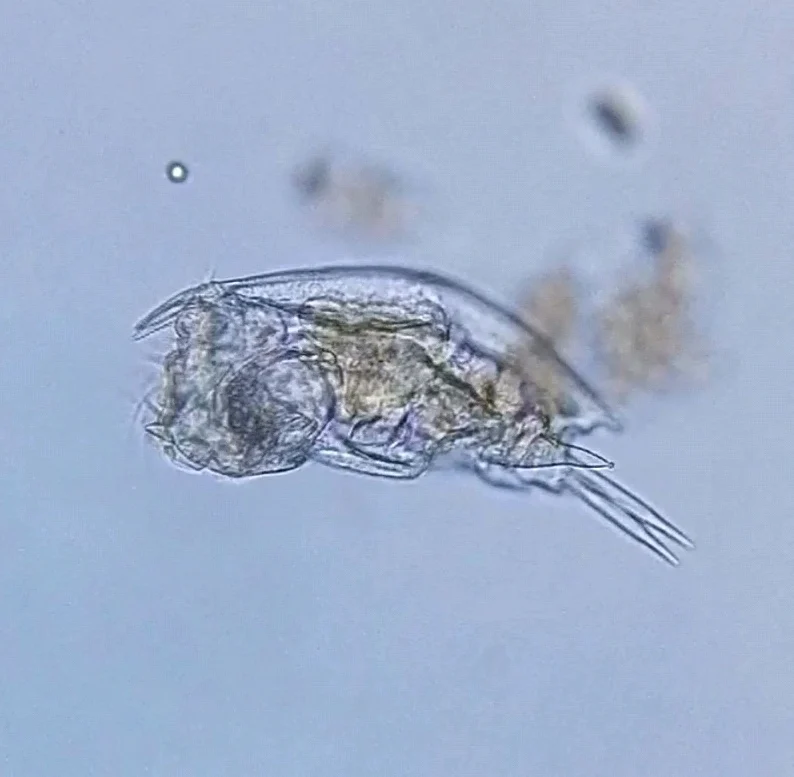 Mytilina mucronata