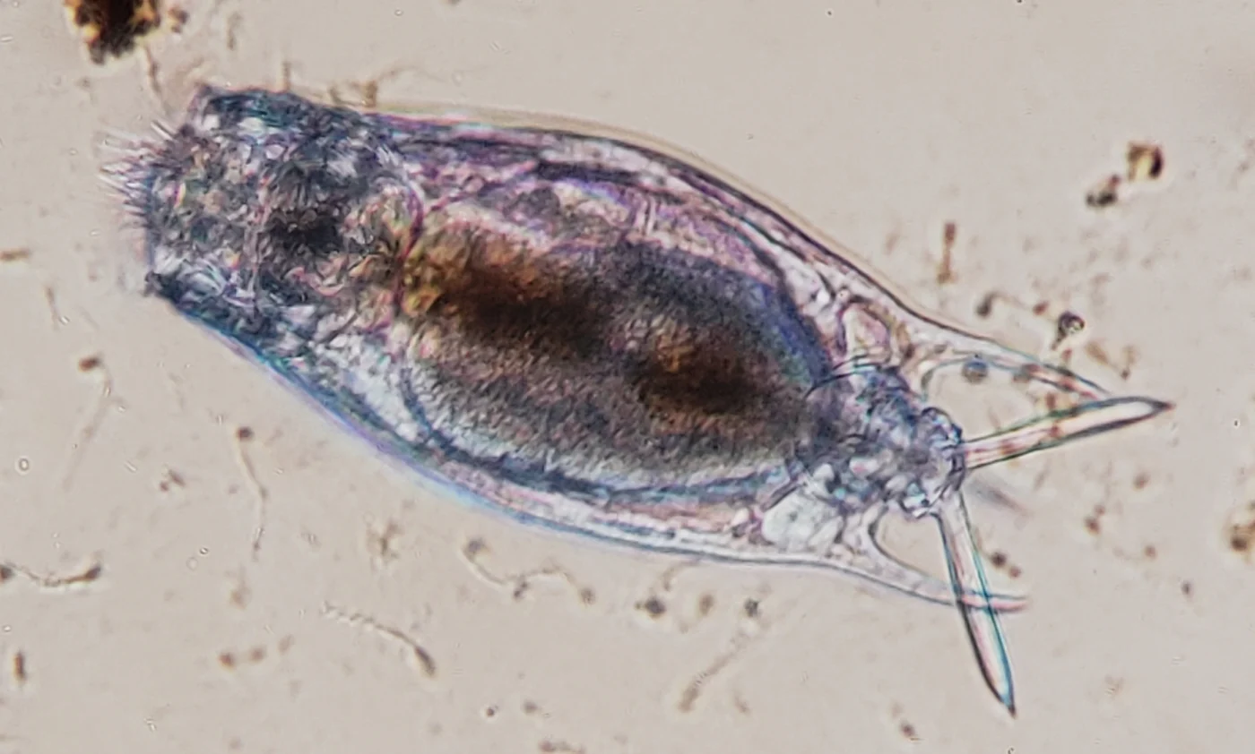 Mytilina ventralis