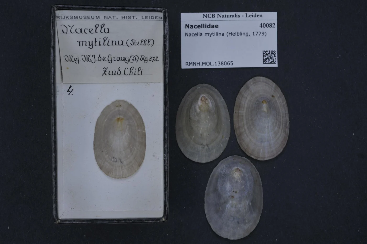 Mytilina videns