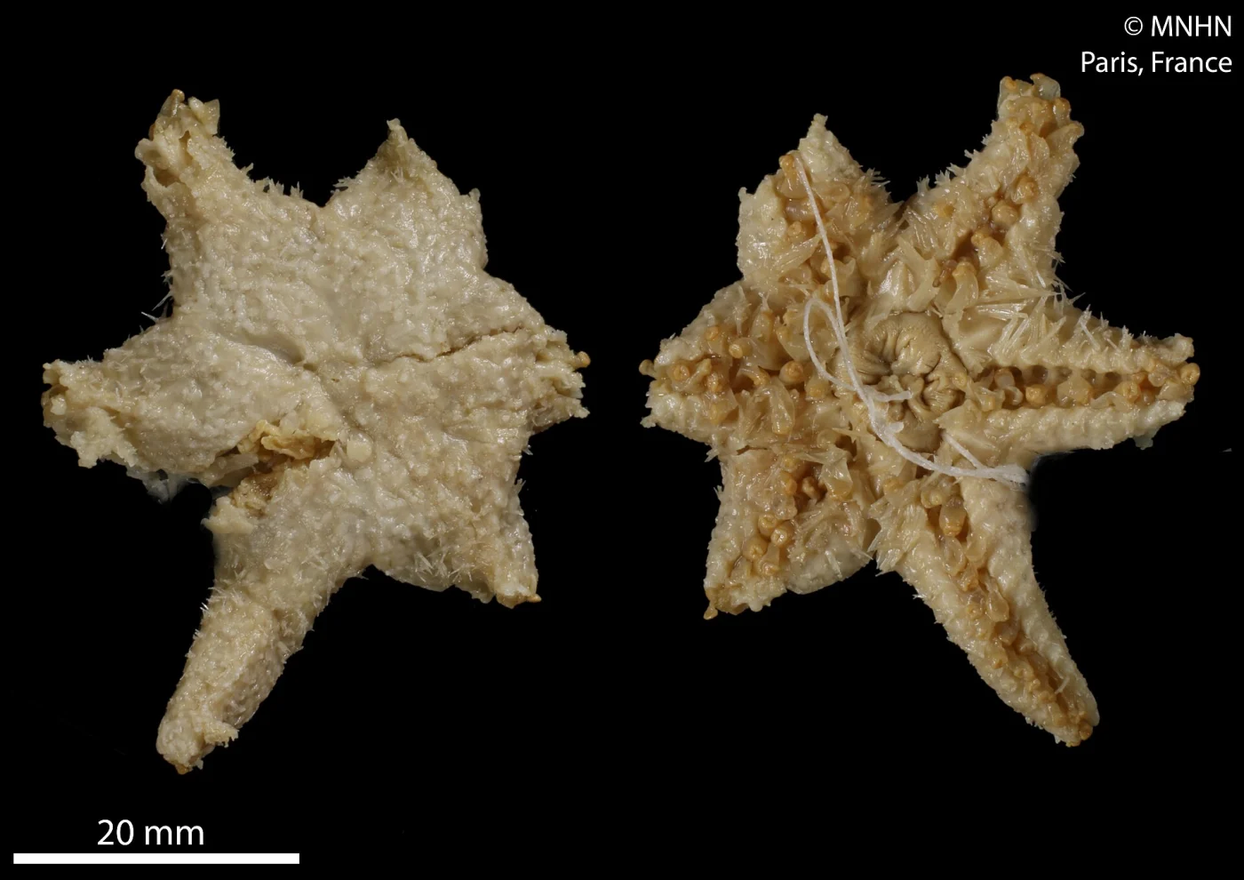 Myxaster perrieri