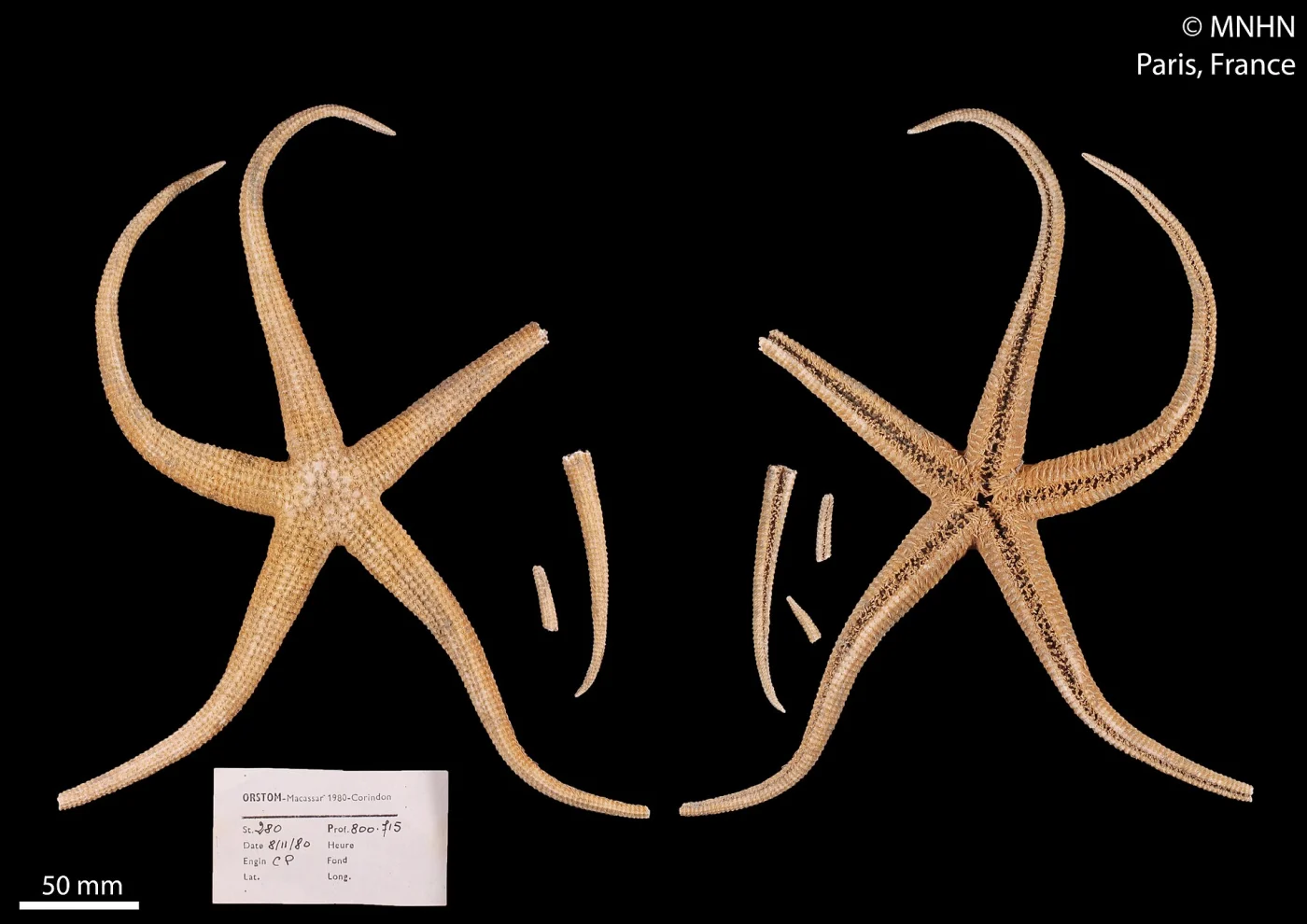 Myxoderma acutibrachia