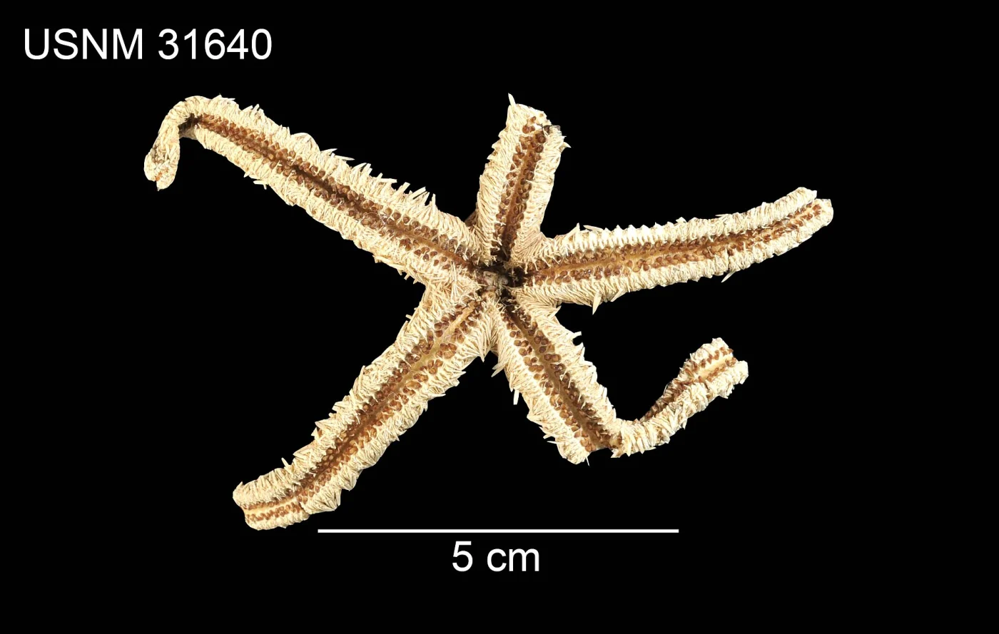 Myxoderma platyacanthum