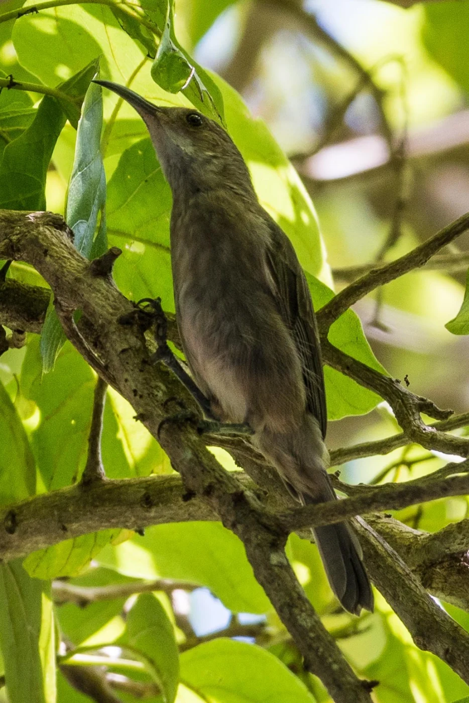 White-chinned Myzomela