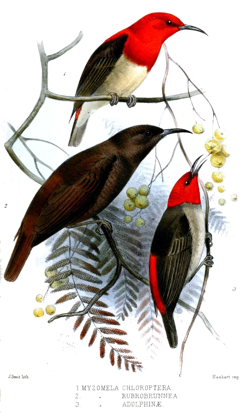 Sulawesi Myzomela